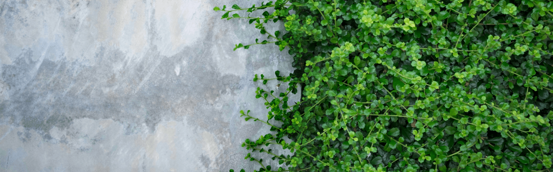 Planning, Zoning and Environment